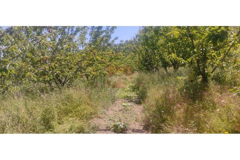 Farm i Cinfaes, Viseu, Cinfaes - € 325.000 | Ref: 037/22 - foto 19