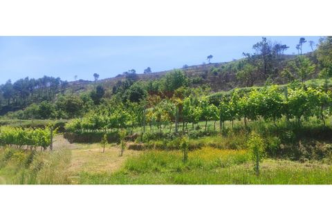 Farm i Cinfaes, Viseu, Cinfaes - € 325.000 | Ref: 037/22 - foto 27