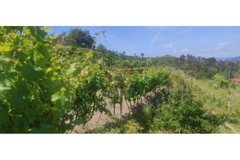 Farm i Cinfaes, Viseu, Cinfaes - € 325.000 | Ref: 037/22 - foto 28