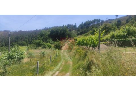 Farm i Cinfaes, Viseu, Cinfaes - € 325.000 | Ref: 037/22 - foto 29
