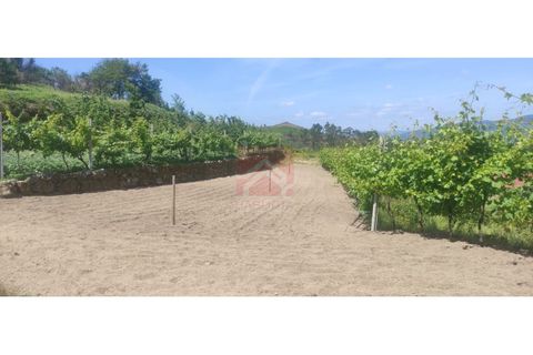 Farm i Cinfaes, Viseu, Cinfaes - € 325.000 | Ref: 037/22 - foto 30