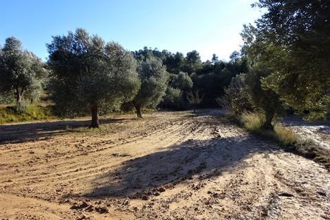 Finca i Maella, Zaragoza, Maella - € 21.000 | Ref: 0823 - foto 18