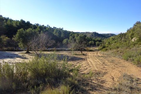 Finca i Maella, Zaragoza, Maella - € 21.000 | Ref: 0823 - foto 15