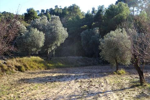 Finca i Maella, Zaragoza, Maella - € 21.000 | Ref: 0823 - foto 14