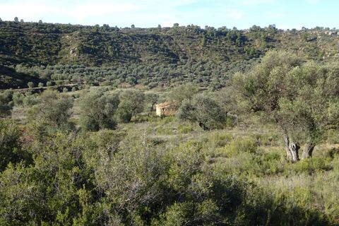 Finca i Maella, Zaragoza, Maella - € 15.500 | Ref: 0840 - foto 17