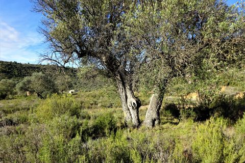 Finca i Maella, Zaragoza, Maella - € 15.500 | Ref: 0840 - foto 8