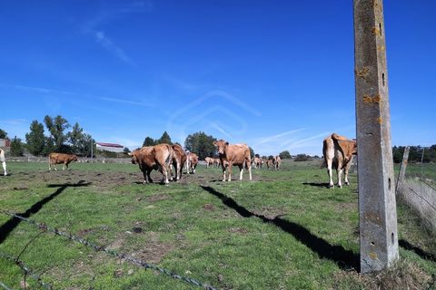Farm i Boidobra, Castelo Branco, Boidobra - € 1.150.000 | Ref: VIL_50574 - foto 43