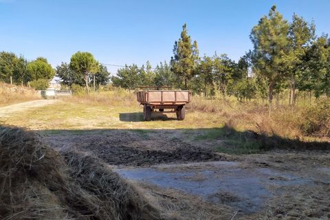 Farm i Boidobra, Castelo Branco, Boidobra - € 1.150.000 | Ref: VIL_50574 - foto 49