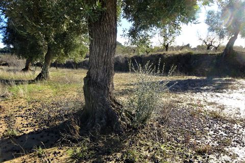Finca i Maella, Zaragoza, Maella - € 19.500 | Ref: 0842 - foto 23