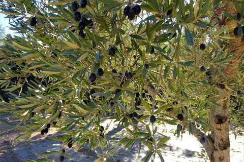 Finca i Maella, Zaragoza, Maella - € 19.500 | Ref: 0842 - foto 15