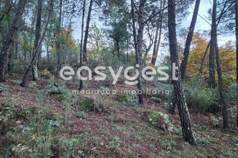 Helårsgrund i Tabua, Coimbra, Tabua - € 16.000 | Ref: RR90904 - foto 6