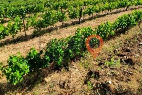 Terra a Alijo, Vila Real, Alijo - € 450.000 | Ref: T011 - foto 2