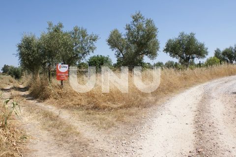 Terra a Ladoeiro, Castelo Branco, Ladoeiro - € 15.000 | Ref: UNU.I.1323.12555 - foto 25