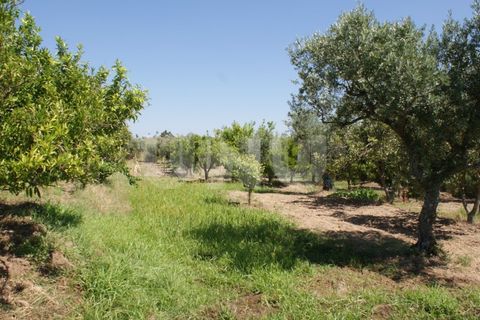 Terra a Ladoeiro, Castelo Branco, Ladoeiro - € 15.000 | Ref: UNU.I.1323.12555 - foto 5