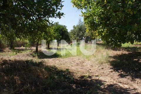 Terra a Ladoeiro, Castelo Branco, Ladoeiro - € 15.000 | Ref: UNU.I.1323.12555 - foto 8