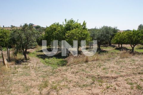 Terra a Ladoeiro, Castelo Branco, Ladoeiro - € 15.000 | Ref: UNU.I.1323.12555 - foto 13