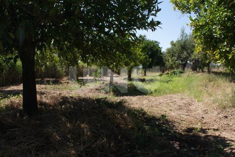 Terra a Ladoeiro, Castelo Branco, Ladoeiro - € 15.000 | Ref: UNU.I.1323.12555 - foto 15