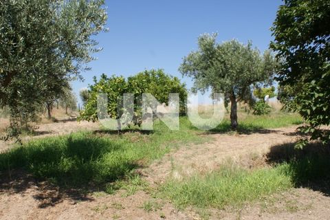 Terra a Ladoeiro, Castelo Branco, Ladoeiro - € 15.000 | Ref: UNU.I.1323.12555 - foto 18