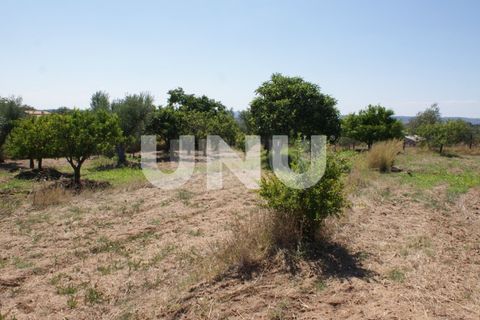 Terra a Ladoeiro, Castelo Branco, Ladoeiro - € 15.000 | Ref: UNU.I.1323.12555 - foto 19