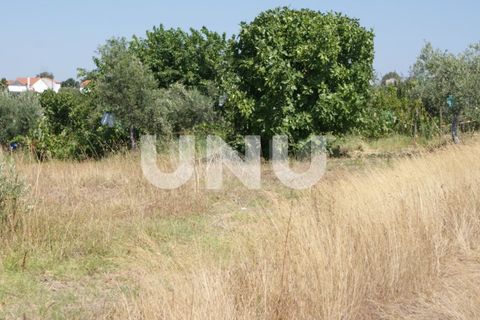 Terra a Ladoeiro, Castelo Branco, Ladoeiro - € 15.000 | Ref: UNU.I.1323.12555 - foto 22