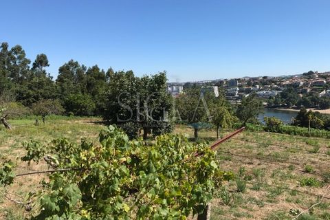 Helårsgrund i Oliveira do Douro, Porto, Oliveira do Douro - € 1.250.000 | Ref: 014/23 - foto 4