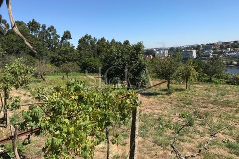Helårsgrund i Oliveira do Douro, Porto, Oliveira do Douro - € 1.250.000 | Ref: 014/23 - foto 5
