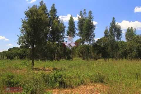 Helårsgrund i Tomar, Santarem, Tomar - € 91.000 | Ref: TPH226-04 - foto 4