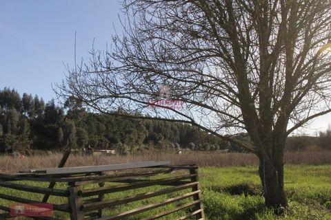 Helårsgrund i Tomar, Santarem, Tomar - € 91.000 | Ref: TPH226-04 - foto 7