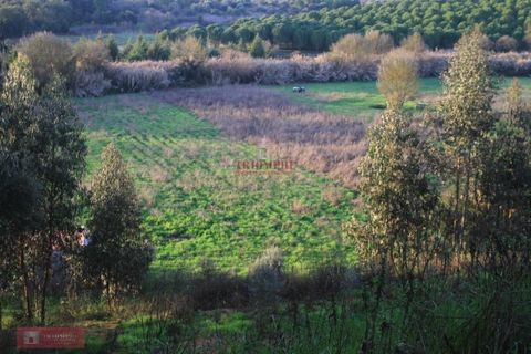 Helårsgrund i Tomar, Santarem, Tomar - € 91.000 | Ref: TPH226-04 - foto 15