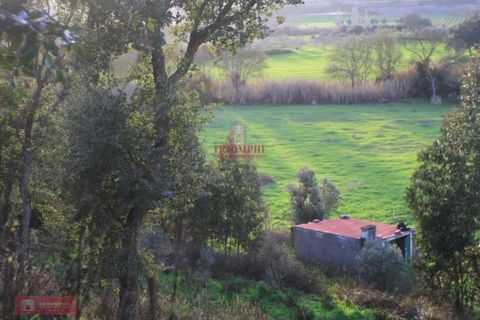 Helårsgrund i Tomar, Santarem, Tomar - € 91.000 | Ref: TPH226-04 - foto 20