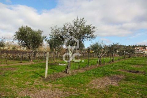 Helårsgrund i Viseu, Viseu, Viseu - € 60.000 | Ref: 353/T/01269 - foto 2