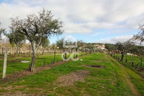 Helårsgrund i Viseu, Viseu, Viseu - € 60.000 | Ref: 353/T/01269 - foto 8