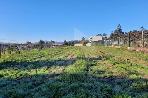 Terra a Curvos, Braga, Curvos - € 140.000 | Ref: 039230003 - foto 5