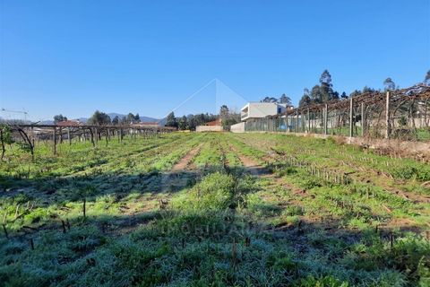 Terra a Curvos, Braga, Curvos - € 140.000 | Ref: 039230003 - foto 7