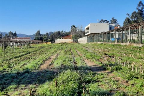 Terra a Curvos, Braga, Curvos - € 140.000 | Ref: 039230003 - foto 8