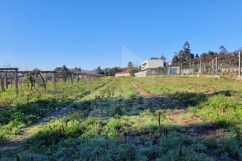 Terra a Curvos, Braga, Curvos - € 140.000 | Ref: 039230003 - foto 9