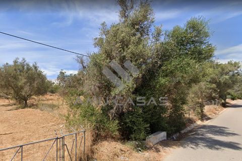 Helårsgrund i Silves, Faro, Silves - € 700.000 | Ref: PP19122022 - foto 2