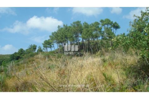 Terra a Ancede e Ribadouro, Porto, Ancede e Ribadouro - € 25.000 | Ref: MC06495 - foto 6