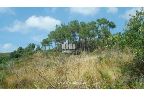Terra a Ancede e Ribadouro, Porto, Ancede e Ribadouro - € 25.000 | Ref: MC06495 - foto 15