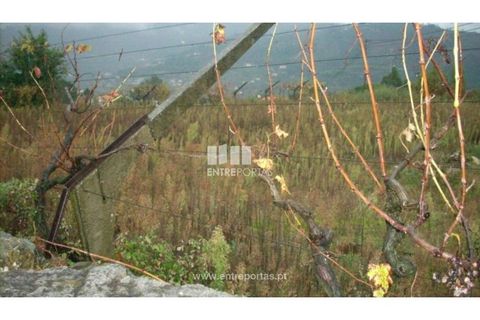 Helårsgrund i Ancede e Ribadouro, Porto, Ancede e Ribadouro - € 115.000 | Ref: MC00955 - foto 2