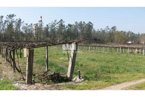 Helårsgrund i Darque, Viana do Castelo, Darque - € 47.000 | Ref: 6808 - foto 6