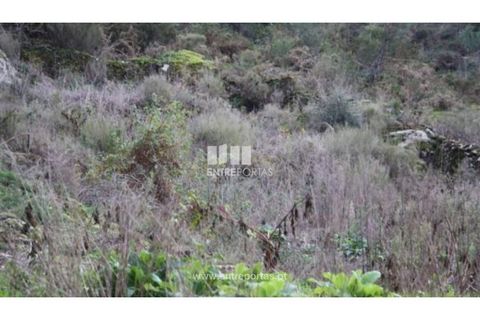 Terra a Venade e Azevedo, Viana do Castelo, Venade e Azevedo - € 40.000 | Ref: C00105 - foto 6