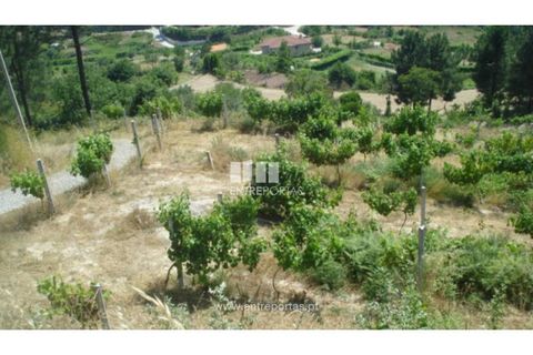 Helårsgrund i Ancede e Ribadouro, Porto, Ancede e Ribadouro - € 27.500 | Ref: MC03473 - foto 5