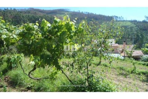 Helårsgrund i Cinfaes, Viseu, Cinfaes - € 15.000 | Ref: MC03656 - foto 4