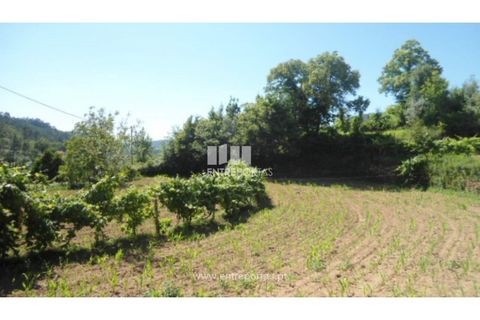 Helårsgrund i Cinfaes, Viseu, Cinfaes - € 15.000 | Ref: MC03656 - foto 11