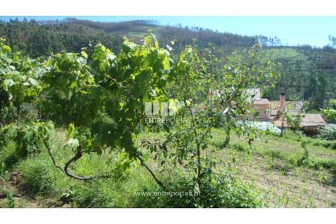 Helårsgrund i Cinfaes, Viseu, Cinfaes - € 15.000 | Ref: MC03656 - foto 24