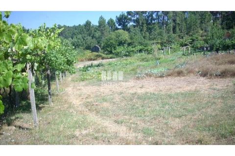 Helårsgrund i Cinfaes, Viseu, Cinfaes - € 95.000 | Ref: MC04141 - foto 3