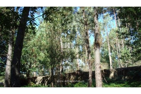 Helårsgrund i Esposende, Braga, Esposende - € 477.500 | Ref: VCC09434 - foto 14