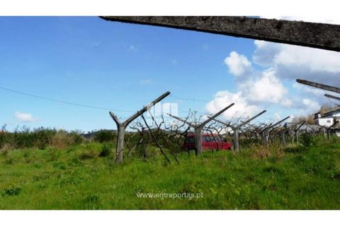 Tomt i Ancede e Ribadouro, Porto, Ancede e Ribadouro - € 94 500 | Ref: MC05110 - foto 12
