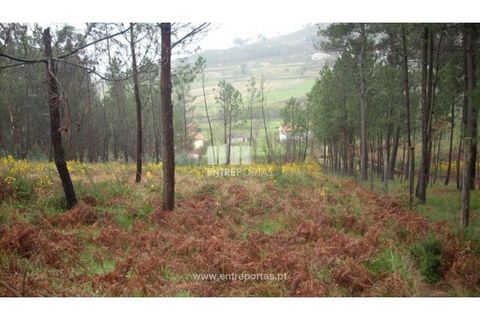 Grond in Ancede e Ribadouro, Porto, Ancede e Ribadouro - € 42.000 | Ref: MC04929 - foto 7